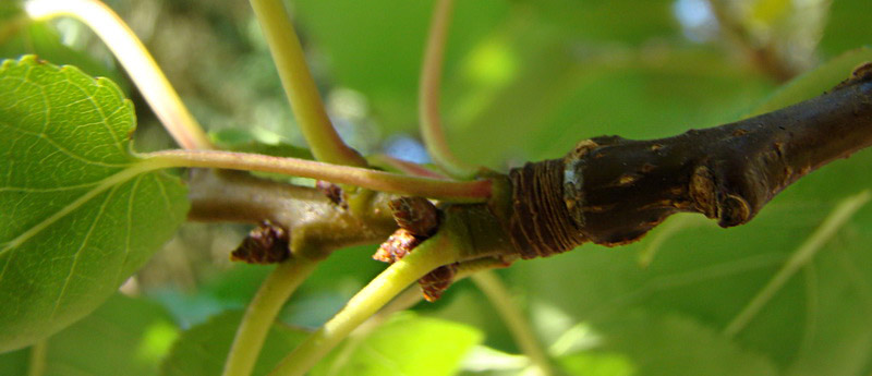 Sviluppo vegetale dell'' albicocco Prunus armeniaca